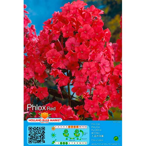Phlox Red interface.art foto 1 Phlox Red interface.image 1 interface.art 76494