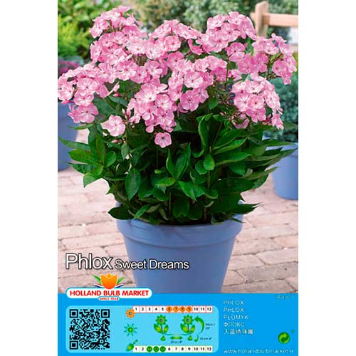 Phlox Sweet Dreams interface.art foto 1 Phlox Sweet Dreams interface.image 1 interface.art 76495