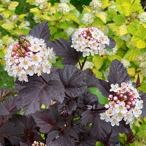 Physocarpus opulifolius Barão Vermelho interface.art foto 1 Physocarpus opulifolius Barão Vermelho interface.image 1 interface.art 9086