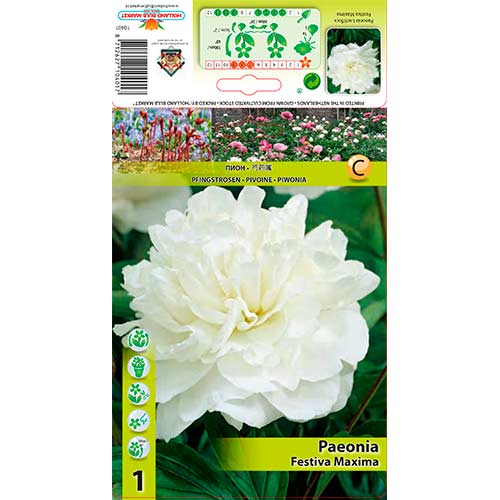 Peony Festiva Maxima interface.art foto 1 Peony Festiva Maxima interface.image 1 interface.art 76337