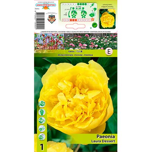 Peony Laura Dessert interface.art foto 1 Peony Laura Dessert interface.image 1 interface.art 76614
