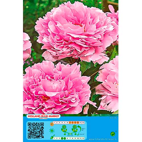 Peony Pink interface.art foto 1 Peony Pink interface.image 1 interface.art 76485
