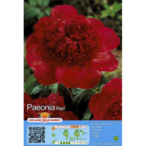 Peony Red interface.art foto 1 Peony Red interface.image 1 interface.art 76486