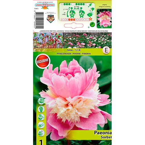 Peony Sorbet interface.art foto 1 Peony Sorbet interface.image 1 interface.art 76340
