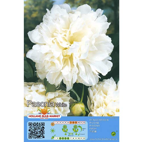 Peony White interface.art foto 1 Peony White interface.image 1 interface.art 76487