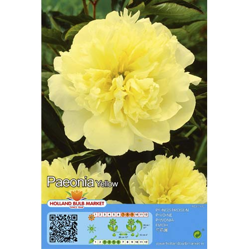 Peony Yellow interface.art foto 1 Peony Yellow interface.image 1 interface.art 76488