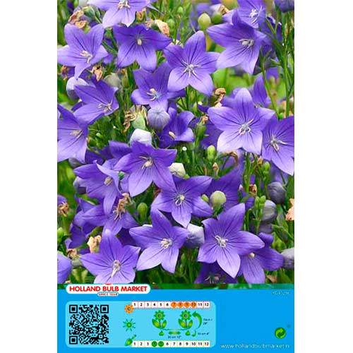 Platycodon Blue interface.art foto 1 Platycodon Blue interface.image 1 interface.art 76497