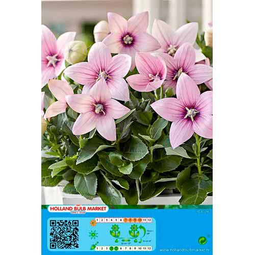 Platycodon Pink interface.art foto 1 Platycodon Pink interface.image 1 interface.art 76498