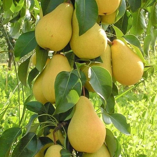 Pera colunar Decora interface.art foto 1 Pera colunar Decora interface.image 1 interface.art 1905