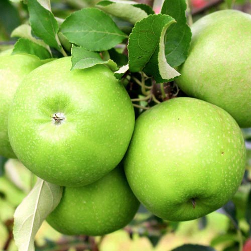 Macieira Granny Smith interface.art foto 1 Macieira Granny Smith interface.image 1 interface.art 7973