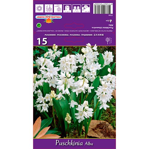 Puschkinia Libanotica Alba interface.art foto 1 Puschkinia Libanotica Alba interface.image 1 interface.art 67444