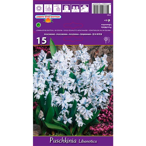 Puschkinia Libanotica interface.art foto 1 Puschkinia Libanotica interface.image 1 interface.art 67677