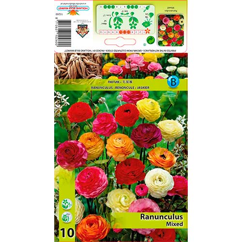 Ranunculus (Ranúnculo Asiático) Mixed interface.art foto 1 Ranunculus (Ranúnculo Asiático) Mixed interface.image 1 interface.art 76355
