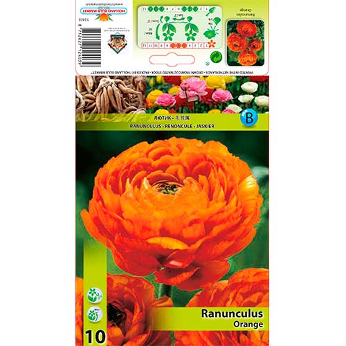 Ranunculus (Ranúnculo Asiático) Orange interface.art foto 1 Ranunculus (Ranúnculo Asiático) Orange interface.image 1 interface.art 76357
