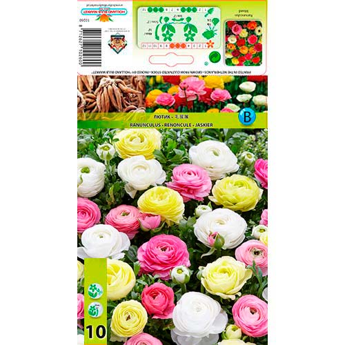 Ranunculus (Ranúnculo Asiático) Pastel Mixed interface.art foto 1 Ranunculus (Ranúnculo Asiático) Pastel Mixed interface.image 1 interface.art 76356