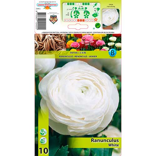 Ranunculus (Ranúnculo Asiático) White interface.art foto 1 Ranunculus (Ranúnculo Asiático) White interface.image 1 interface.art 76360