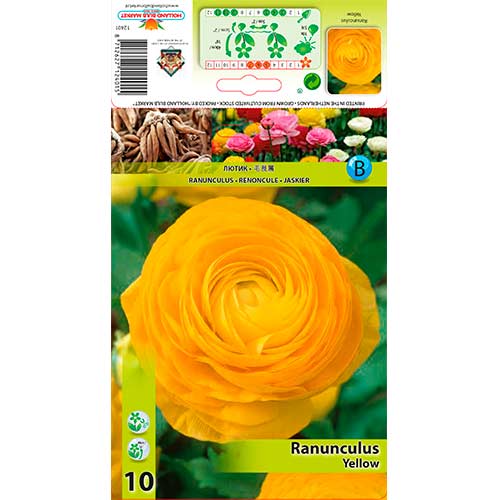 Ranunculus (Ranúnculo Asiático) Yellow interface.image 1 interface.art 76361