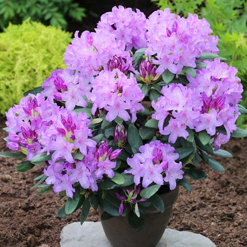 Rododendro Catawbiense Grandiflorum interface.art foto 1 Rododendro Catawbiense Grandiflorum interface.image 1 interface.art 1577