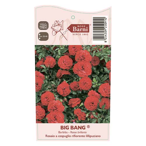 Rosa mini Big Bang®, C5 interface.art foto 3 Rosa mini Big Bang®, C5 interface.image 3 interface.art 5552