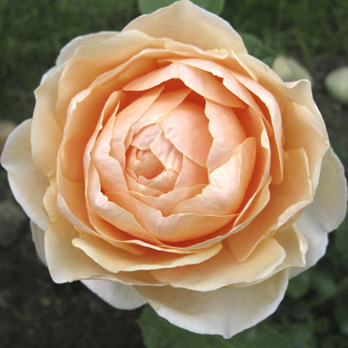 Rosa de flor grande Anna Fendi®, C5 interface.art foto 1 Rosa de flor grande Anna Fendi®, C5 interface.image 1 interface.art 5548