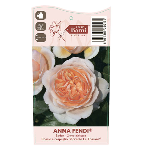 Rosa de flor grande Anna Fendi®, C5 interface.art foto 4 Rosa de flor grande Anna Fendi®, C5 interface.image 4 interface.art 5548