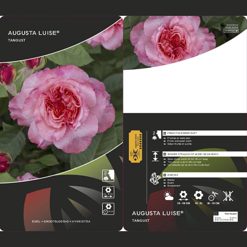 Rosa de flor grande Augusta Luise®, C3 interface.art foto 2 Rosa de flor grande Augusta Luise®, C3 interface.image 2 interface.art 4561