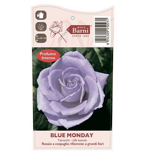Rosa de flor grande Blue Monday®, C5 interface.art foto 4 Rosa de flor grande Blue Monday®, C5 interface.image 4 interface.art 5528