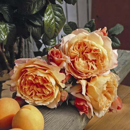 Rosa de flor grande Capri®, C5 interface.art foto 2 Rosa de flor grande Capri®, C5 interface.image 2 interface.art 5556