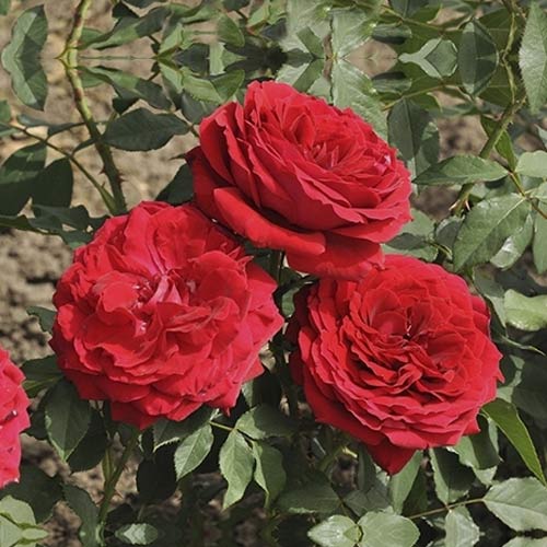 Rosa de flor grande Cherry™ Vaza ®, С3 interface.art foto 1 Rosa de flor grande Cherry™ Vaza ®, С3 interface.image 1 interface.art 6184