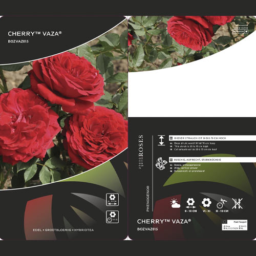 Rosa de flor grande Cherry™ Vaza ®, С3 interface.art foto 2 Rosa de flor grande Cherry™ Vaza ®, С3 interface.image 2 interface.art 6184