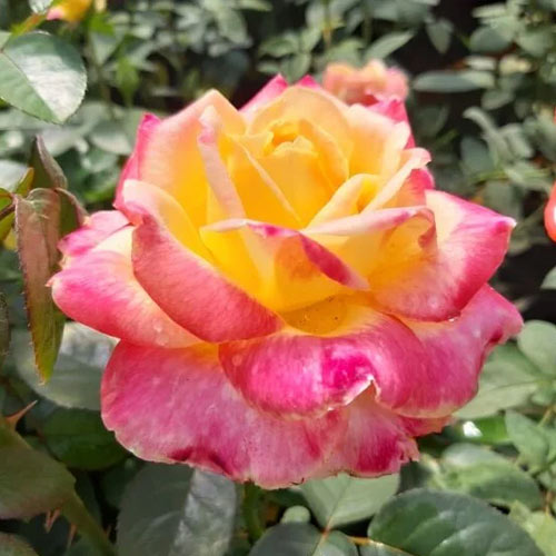 Rosa de flor grande Desse, C3 interface.art foto 1 Rosa de flor grande Desse, C3 interface.image 1 interface.art 6225