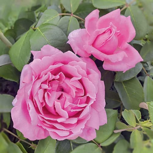 Rosa de flor grande Enrico Caruso®, C5 interface.art foto 1 Rosa de flor grande Enrico Caruso®, C5 interface.image 1 interface.art 5443