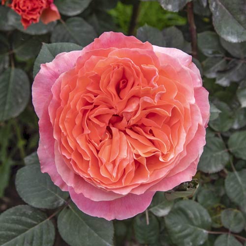 Rosa de flor grande Etrusca®, C5 interface.art foto 1 Rosa de flor grande Etrusca®, C5 interface.image 1 interface.art 5550