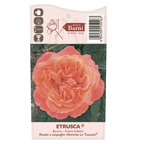 Rosa de flor grande Etrusca®, C5 interface.art foto 3 Rosa de flor grande Etrusca®, C5 interface.image 3 interface.art 5550