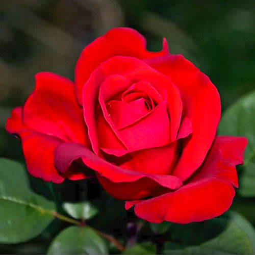 Rosa de flor grande Fulgurante, C3 interface.art foto 1 Rosa de flor grande Fulgurante, C3 interface.image 1 interface.art 6133