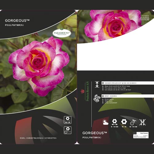 Rosa de flor grande Gorgeous Paramount®, С5 interface.art foto 1 Rosa de flor grande Gorgeous Paramount®, С5 interface.image 1 interface.art 6186