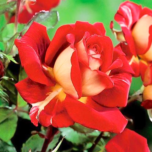 Rosa de flor grande Kronenburg, C3 interface.art foto 1 Rosa de flor grande Kronenburg, C3 interface.image 1 interface.art 6233