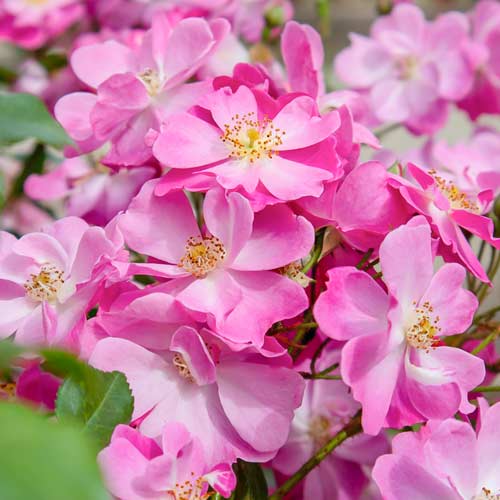 Rosa de flor grande Lavander Dream®, C5 interface.image 1 interface.art 5544