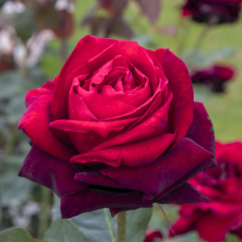 Rosa de flor grande Magia Nera®, C5 interface.art foto 1 Rosa de flor grande Magia Nera®, C5 interface.image 1 interface.art 5533
