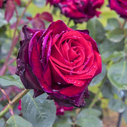 Rosa de flor grande Magia Nera®, C5 interface.art foto 2 Rosa de flor grande Magia Nera®, C5 interface.image 2 interface.art 5533