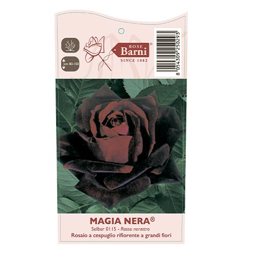 Rosa de flor grande Magia Nera®, C5 interface.art foto 4 Rosa de flor grande Magia Nera®, C5 interface.image 4 interface.art 5533