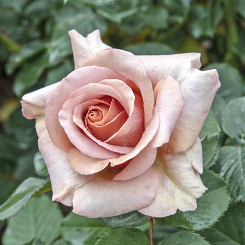 Rosa de flor grande Mokarosa®, C5 interface.art foto 1 Rosa de flor grande Mokarosa®, C5 interface.image 1 interface.art 5535