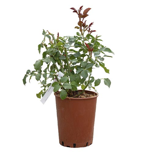 Rosa de flor grande Mokarosa®, C5 interface.art foto 2 Rosa de flor grande Mokarosa®, C5 interface.image 2 interface.art 5535