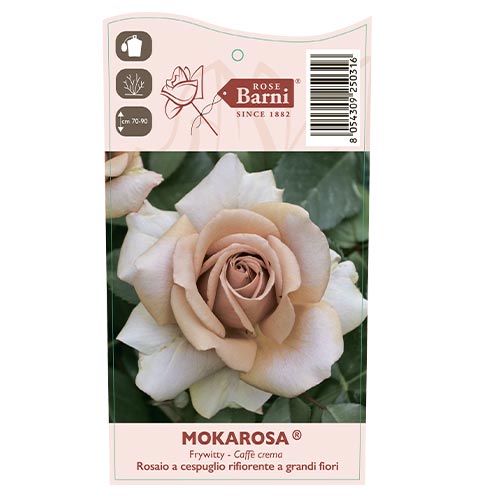 Rosa de flor grande Mokarosa®, C5 interface.art foto 3 Rosa de flor grande Mokarosa®, C5 interface.image 3 interface.art 5535