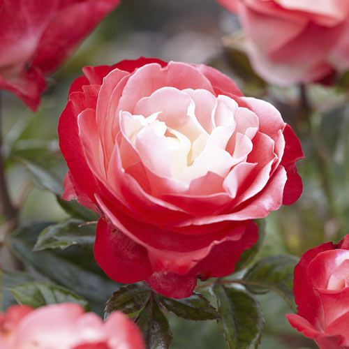 Rosa de flor grande Nostalgie®, C3 interface.art foto 1 Rosa de flor grande Nostalgie®, C3 interface.image 1 interface.art 4563