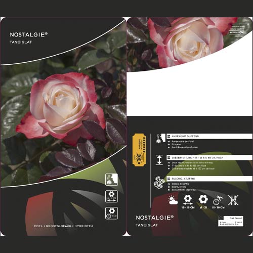 Rosa de flor grande Nostalgie®, C3 interface.art foto 2 Rosa de flor grande Nostalgie®, C3 interface.image 2 interface.art 4563
