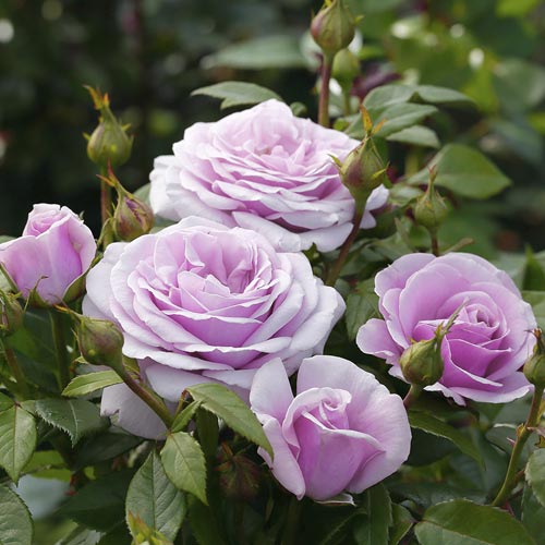 Rosa de flor grande Pacific Blue®, C5 interface.image 3 interface.art 6161