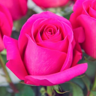 Rosa de flor grande Pink, C3 interface.art foto 1 Rosa de flor grande Pink, C3 interface.image 1 interface.art 3623