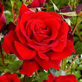 Rosa de flor grande Red, C3 interface.art foto 1 Rosa de flor grande Red, C3 interface.image 1 interface.art 3625