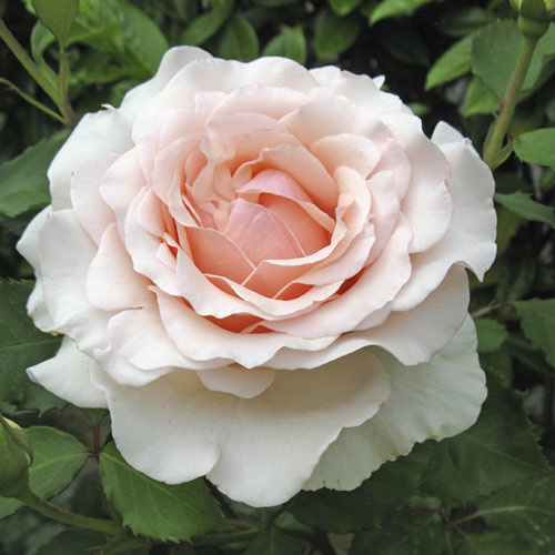 Rosa de flor grande Roberto Cappucci®, C5 interface.art foto 1 Rosa de flor grande Roberto Cappucci®, C5 interface.image 1 interface.art 5551